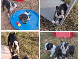 1 chiot mâle Boston Terrier LOF à vendre