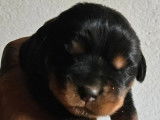2 chiots mâles Rottweiler à vendre (LOF)