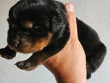 2 chiots mâles Rottweiler à vendre (LOF)