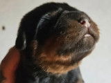 2 chiots mâles Rottweiler à vendre (LOF)