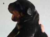 2 chiots mâles Rottweiler à vendre (LOF)