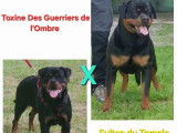 2 chiots mâles Rottweiler à vendre (LOF)