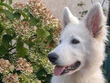 Chiot femelle Berger Blanc Suisse LOF disponible à la vente