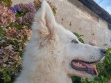 Chiot femelle Berger Blanc Suisse LOF disponible à la vente