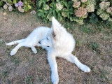 Chiot femelle Berger Blanc Suisse LOF disponible à la vente