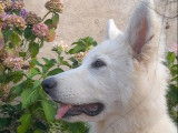 Chiot femelle Berger Blanc Suisse LOF disponible à la vente