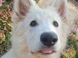 Chiot femelle Berger Blanc Suisse LOF disponible à la vente