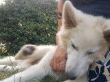 Chiot femelle Berger Blanc Suisse LOF disponible à la vente