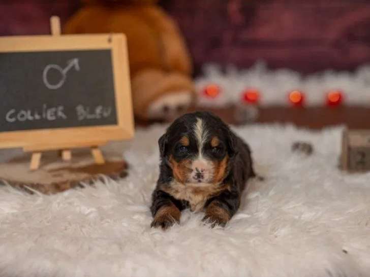 4 chiots mâles Bouvier Bernois LOF à réserver