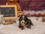 4 chiots mâles Bouvier Bernois LOF à réserver