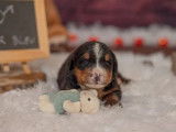 5 chiots Bouvier Bernois disponibles à l’achat (LOF)