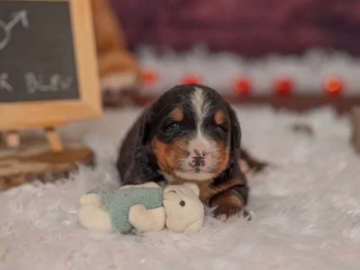 5 chiots Bouvier Bernois disponibles à l’achat (LOF)