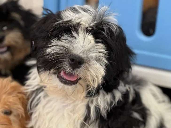 Chiots Bichons Havanais disponibles à la réservation (LOF)