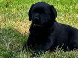 3 chiots femelles Labrador Retriever en vente (LOF)