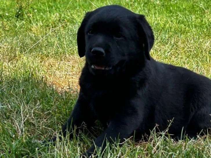 3 chiots femelles Labrador Retriever en vente (LOF)