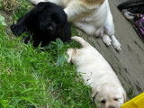 3 chiots femelles Labrador Retriever en vente (LOF)