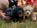3 chiots femelles Labrador Retriever en vente (LOF)