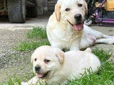 3 chiots femelles Labrador Retriever en vente (LOF)