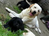 3 chiots femelles Labrador Retriever en vente (LOF)