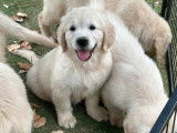 1 chiot mâle Golden Retriever LOF à vendre