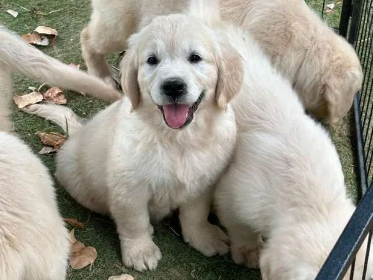 1 chiot mâle Golden Retriever LOF à vendre