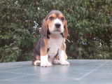 Chiots et jeunes Beagle différents âges à vendre (LOF)
