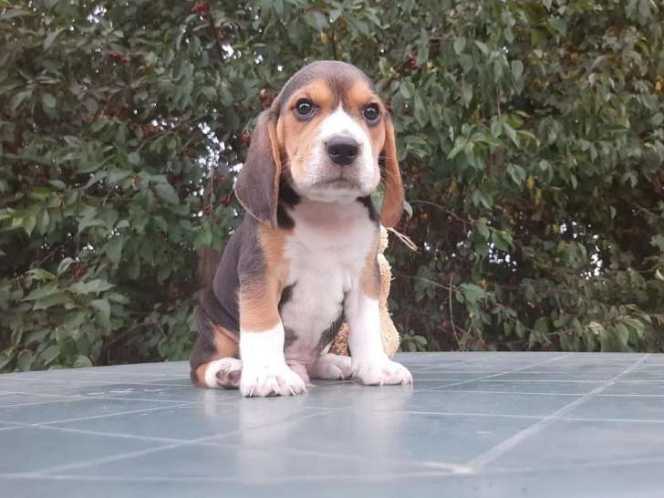 Chiots et jeunes Beagle différents âges à vendre (LOF)