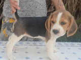 Chiots et jeunes Beagle différents âges à vendre (LOF)