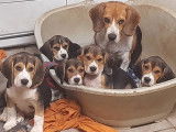 Chiots et jeunes Beagle différents âges à vendre (LOF)
