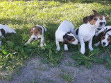 Chiots et jeunes Beagle différents âges à vendre (LOF)
