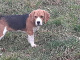 Chiots et jeunes Beagle différents âges à vendre (LOF)