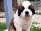 Chiots Saint-Bernard LOF à réserver