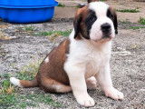 Chiots Saint-Bernard LOF à réserver