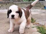 Chiots Saint-Bernard LOF à réserver
