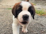 Chiots Saint-Bernard LOF à réserver