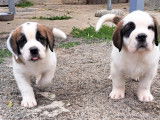 Chiots Saint-Bernard LOF à réserver