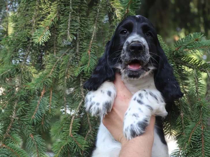 3 chiots mâles Cocker Anglais LOF à réserver