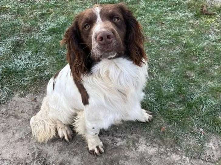 Chien adulte mâle Springer Anglais LOF à vendre
