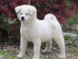 Chiots Akita Inu disponibles à la réservation (LOF)
