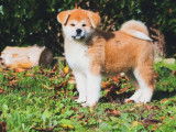 Chiots Akita Inu disponibles à la réservation (LOF)