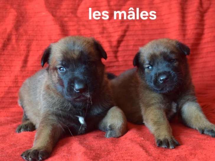 4 chiots Berger Belge Malinois LOF à réserver