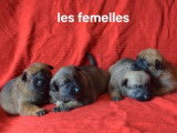 4 chiots Berger Belge Malinois LOF à réserver