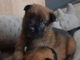 4 chiots Berger Belge Malinois LOF à réserver