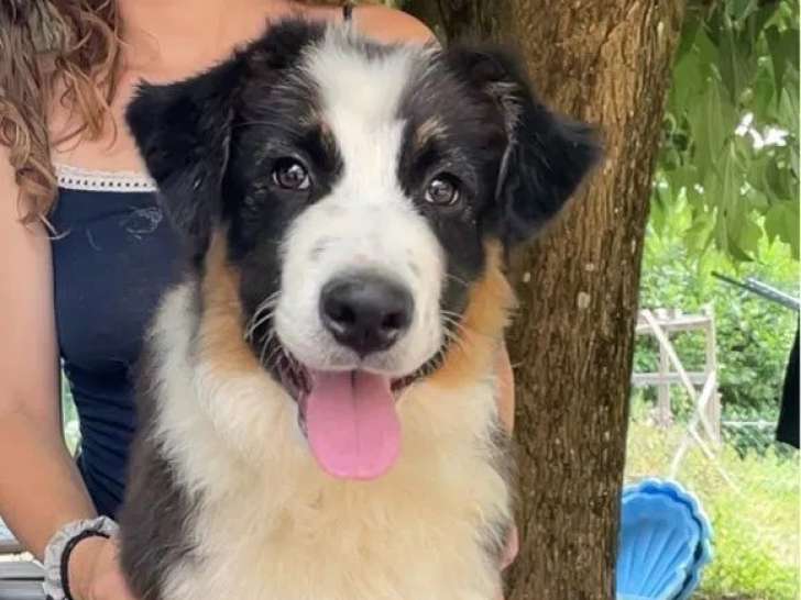Chiots Bergers Australiens LOF à réserver