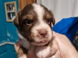 9 chiots Berger Américain Miniature à réserver (LOF)