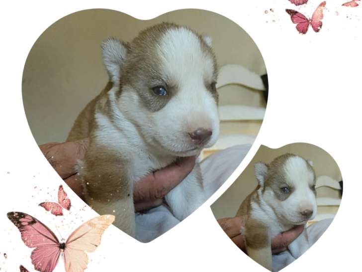 Chiots Husky Sibérien à vendre