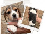 1 chiot femelle Beagle tricolore LOF à acheter