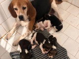 1 chiot femelle Beagle tricolore LOF à acheter