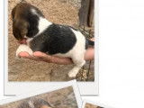 1 chiot femelle Beagle tricolore LOF à acheter