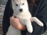Chiots Husky Sibérien à réserver